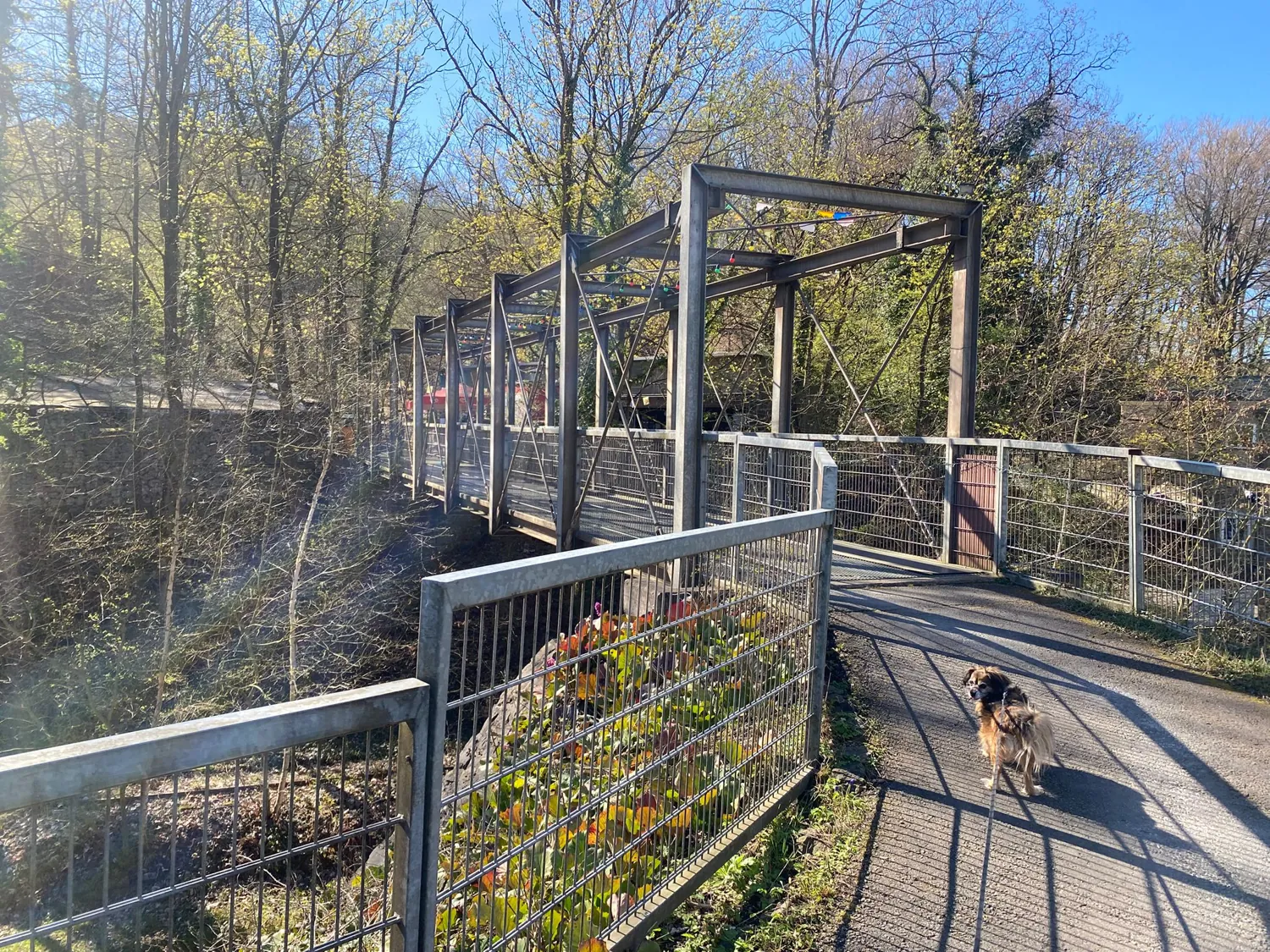 Hängebrücke über dem Wald am Jahrtausendblick